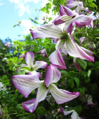 clematis I Am Lady Q