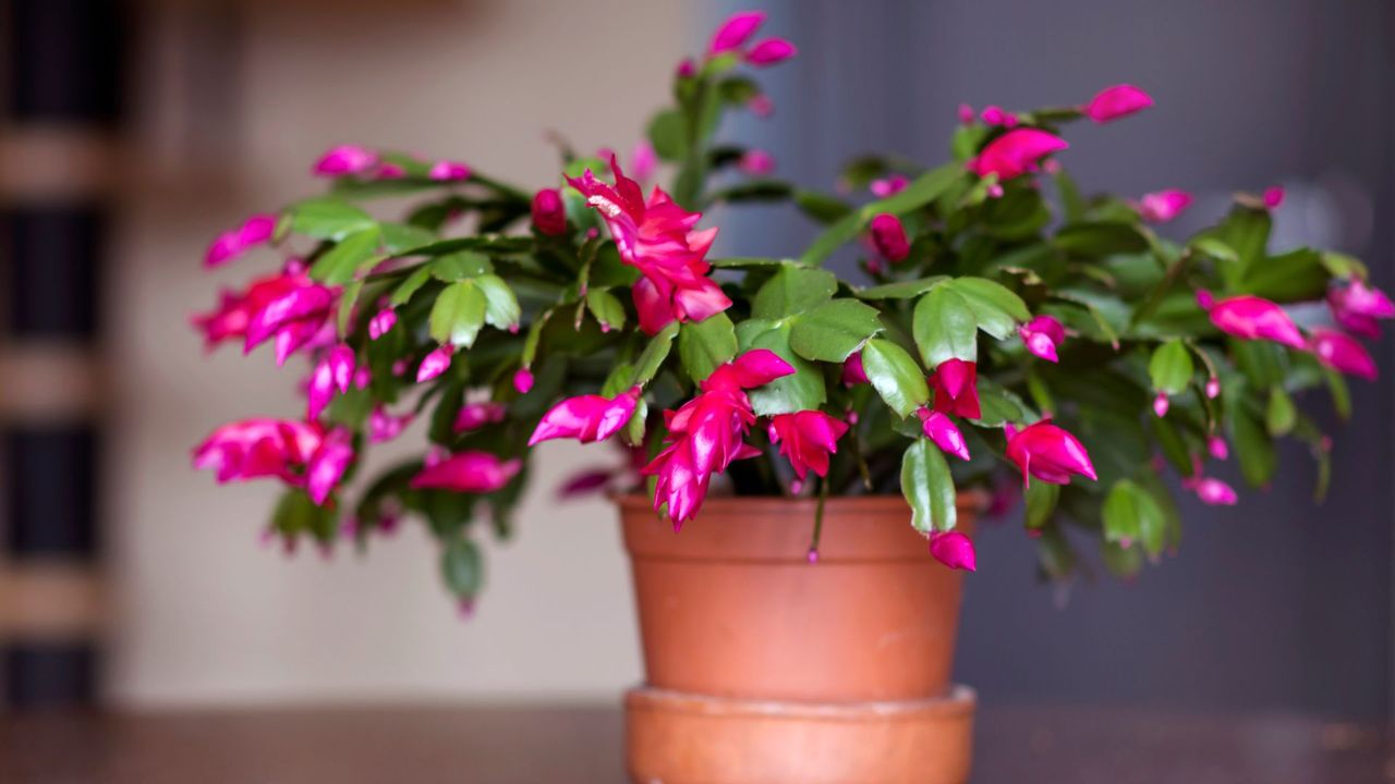 Christmas cactus (Schlumbergera) in pot