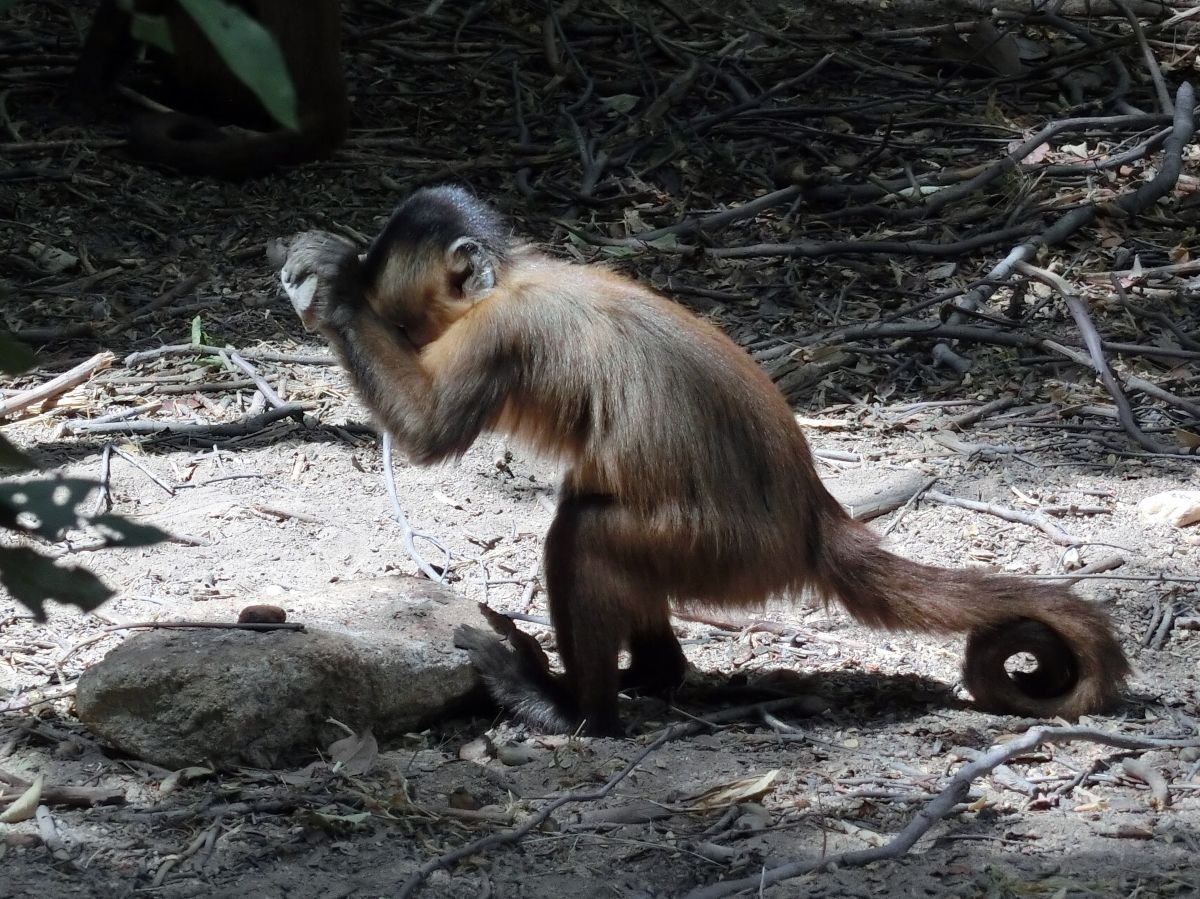 Capuchin monkey with rock