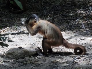 Capuchin monkey with rock