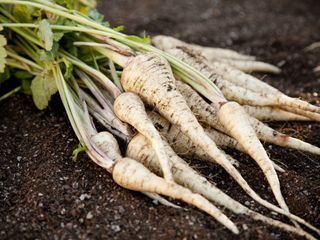 A bundle of parsnips on the ground