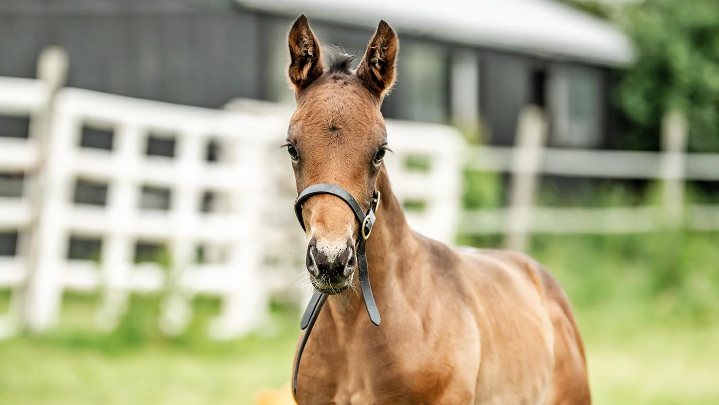 yard stock images june 2019 BY SARAH FARNSWORTH
