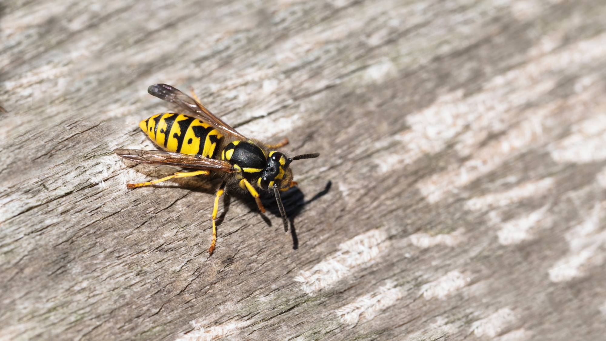 How to get rid of Yellowjackets 
