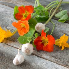 garlic companion plant bulbs and nasturtium flowers