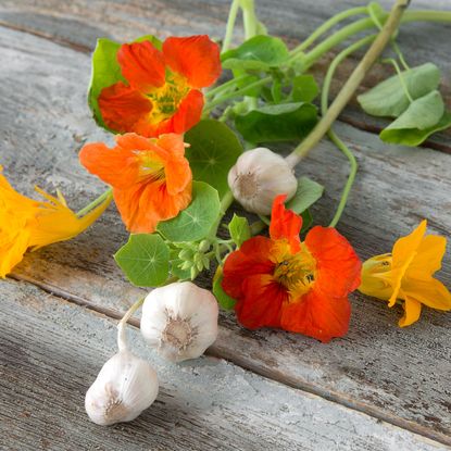 garlic companion plant bulbs and nasturtium flowers