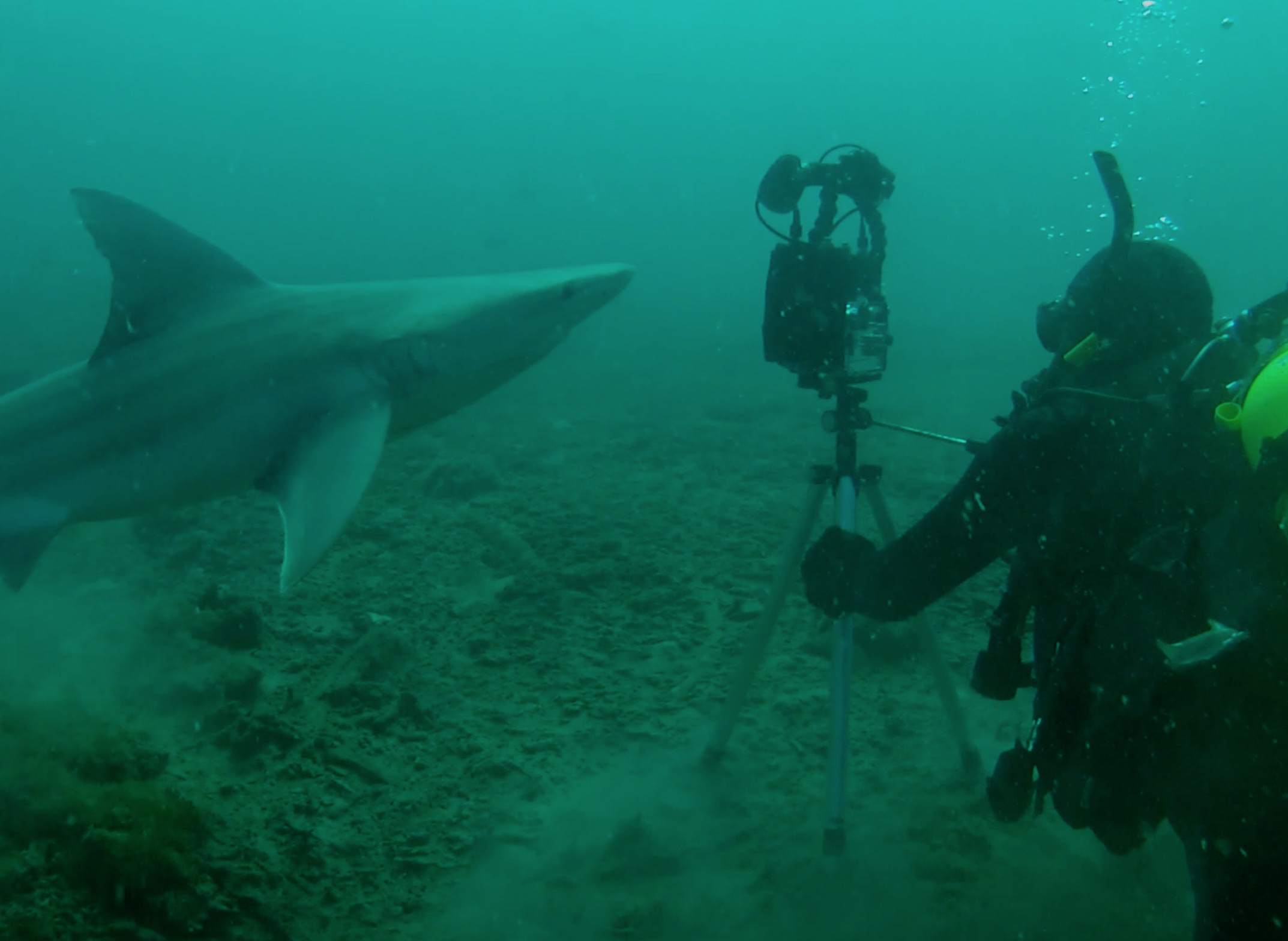 Primeval Underwater Forest