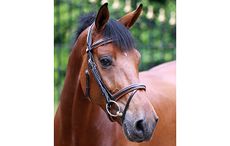 SCSComfortBridle_snaffle_flash_1945.jpg