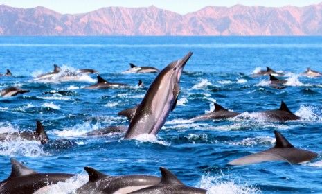 7 Disturbing Facts That Reveal the Mean Side of Dolphins