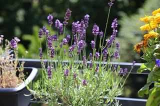 Lavender plant growing on balcony