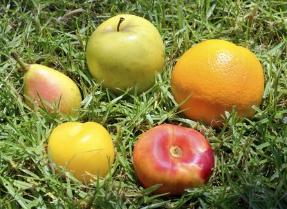 Different Fruits Sitting On The Grass