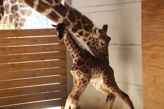 Still a little unsteady on his feet, April's newborn calf takes his first steps.