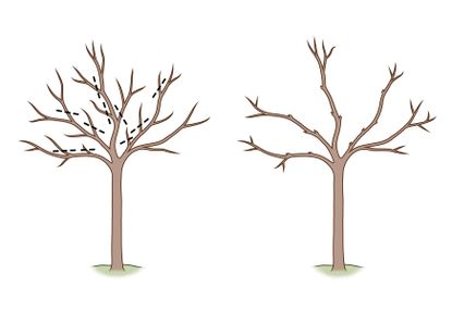 Thinning Cuts In Pruning - How To Go About Thinning Tree Branches ...