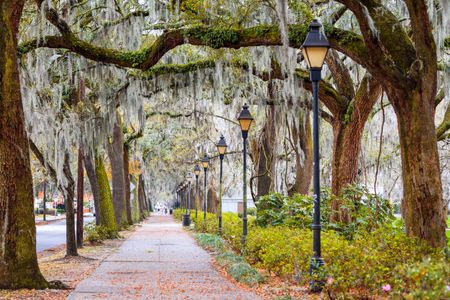 Spanish moss on a street in Savannah, Georgia