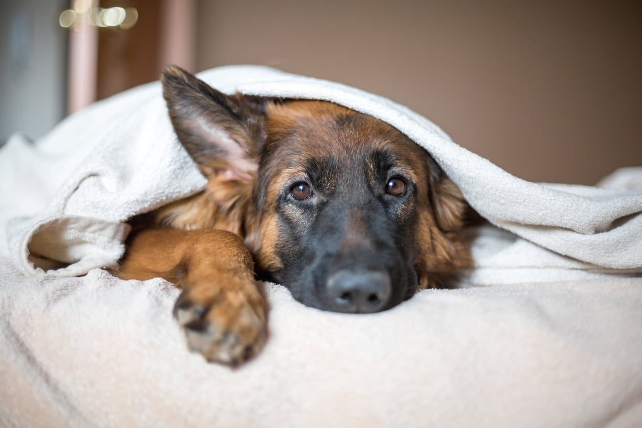 Dog On Bed Under White Blanket