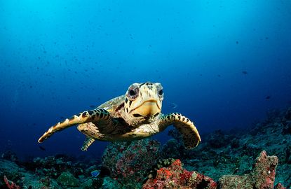 A sea turtle in the Indian Ocean. 