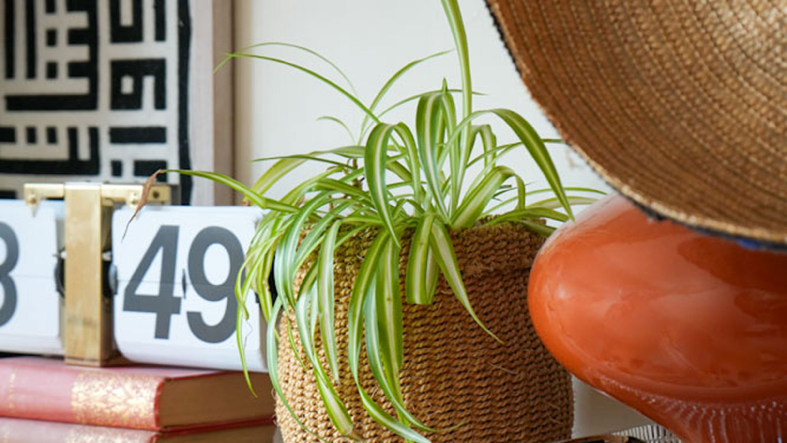 Spider plant in woven pot on shelf beside perpetual calendar sitting on stack of books