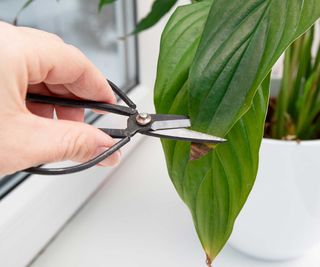 trimming brown tip from peace lily leaf