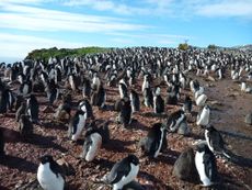 Ad&eacute;lie penguins