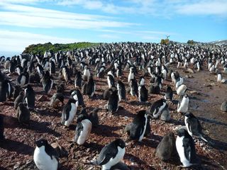 Adélie penguins