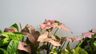Philodendron Pink Princess (Philodendron erubescens)