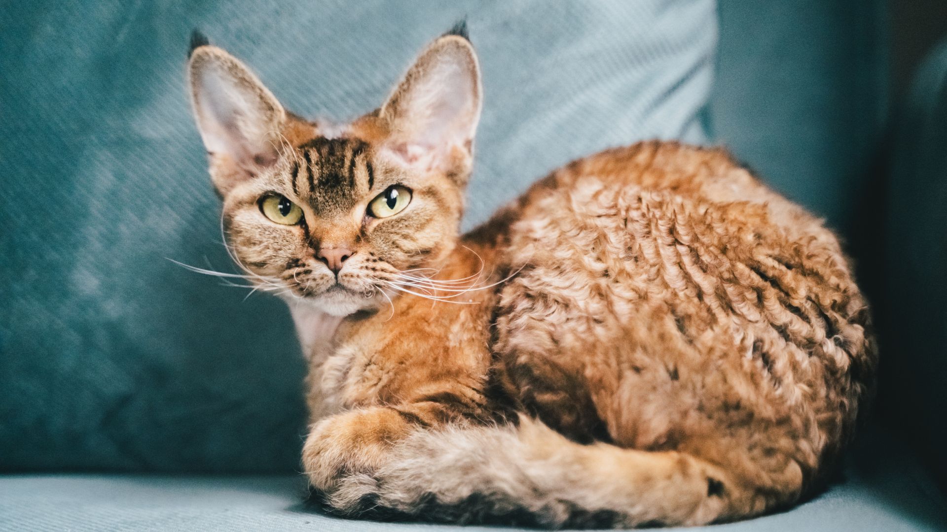 Devon Rex Breed Profile And Information PetsRadar