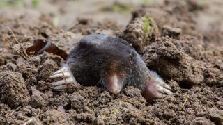 A mole emerging from underground