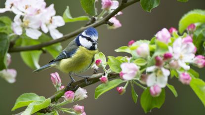 How to attract birds into your garden. Blue tit bird in blossom tree