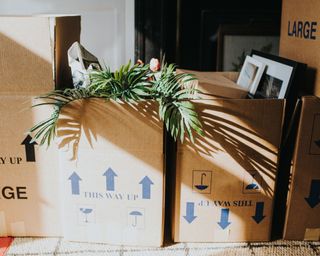 moving boxes with leaves of a plant poking out