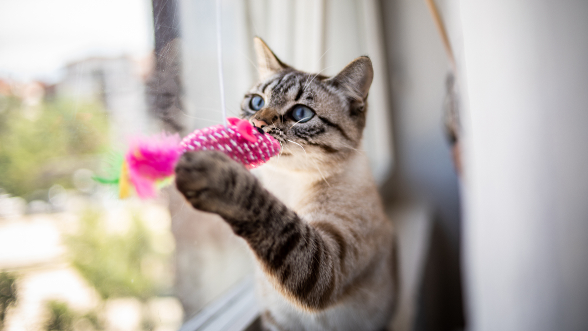 Cat playing with a toy mouse dangled in front of them