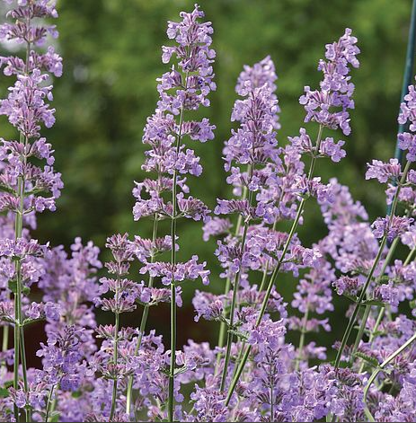 nepeta six hills giant