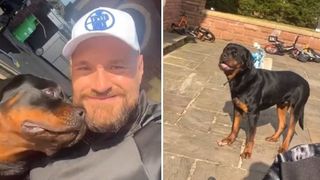 Tyson Fury's Rottweiler Cash