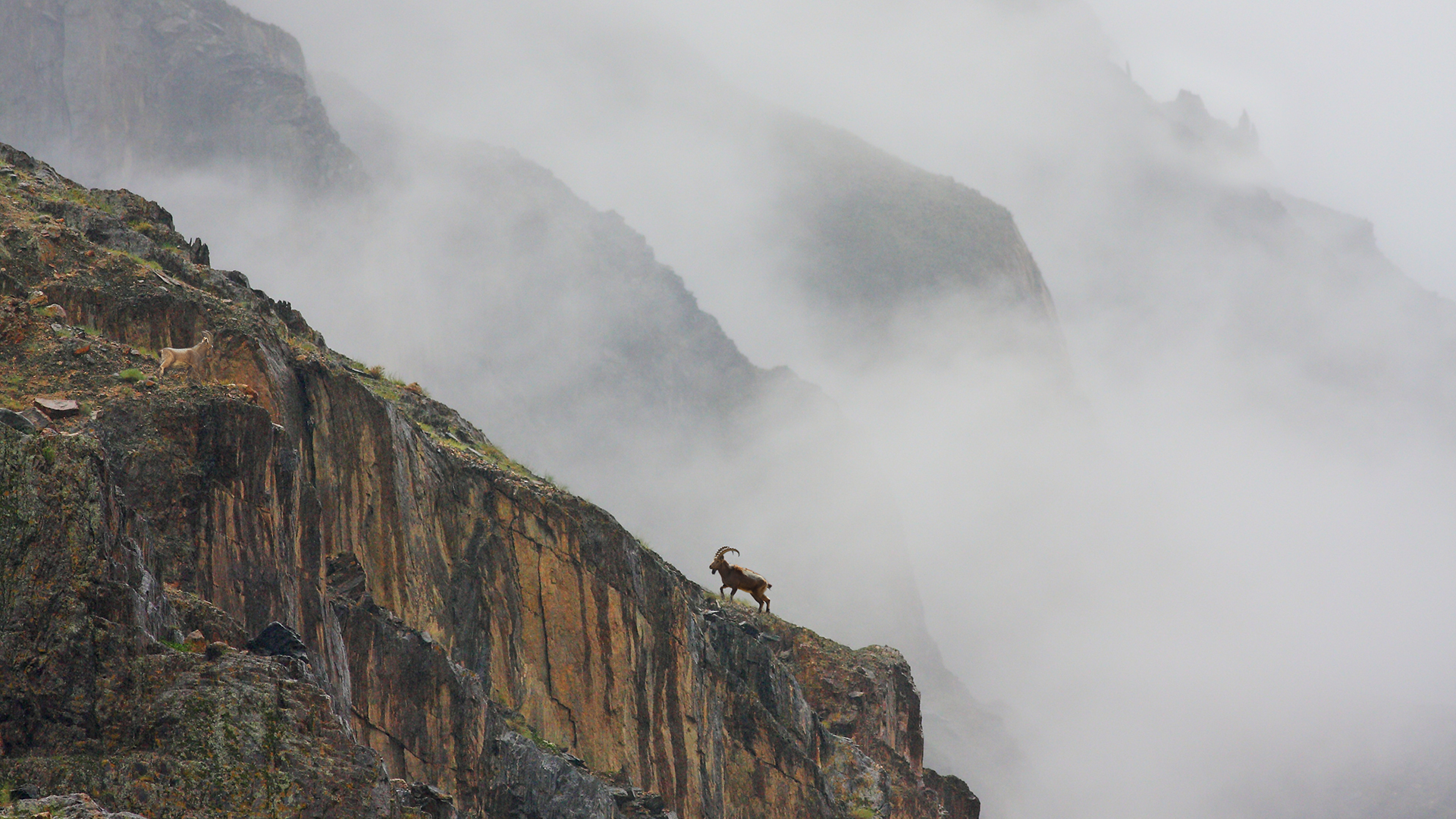 The Himalayan Ibex (Capra ibex sibirica) inhabits the arid and rocky mountain ranges of Gilgit-Baltistan, Karakoram and Hindu Kush.
