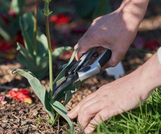 Tulip deadheading with secateurs