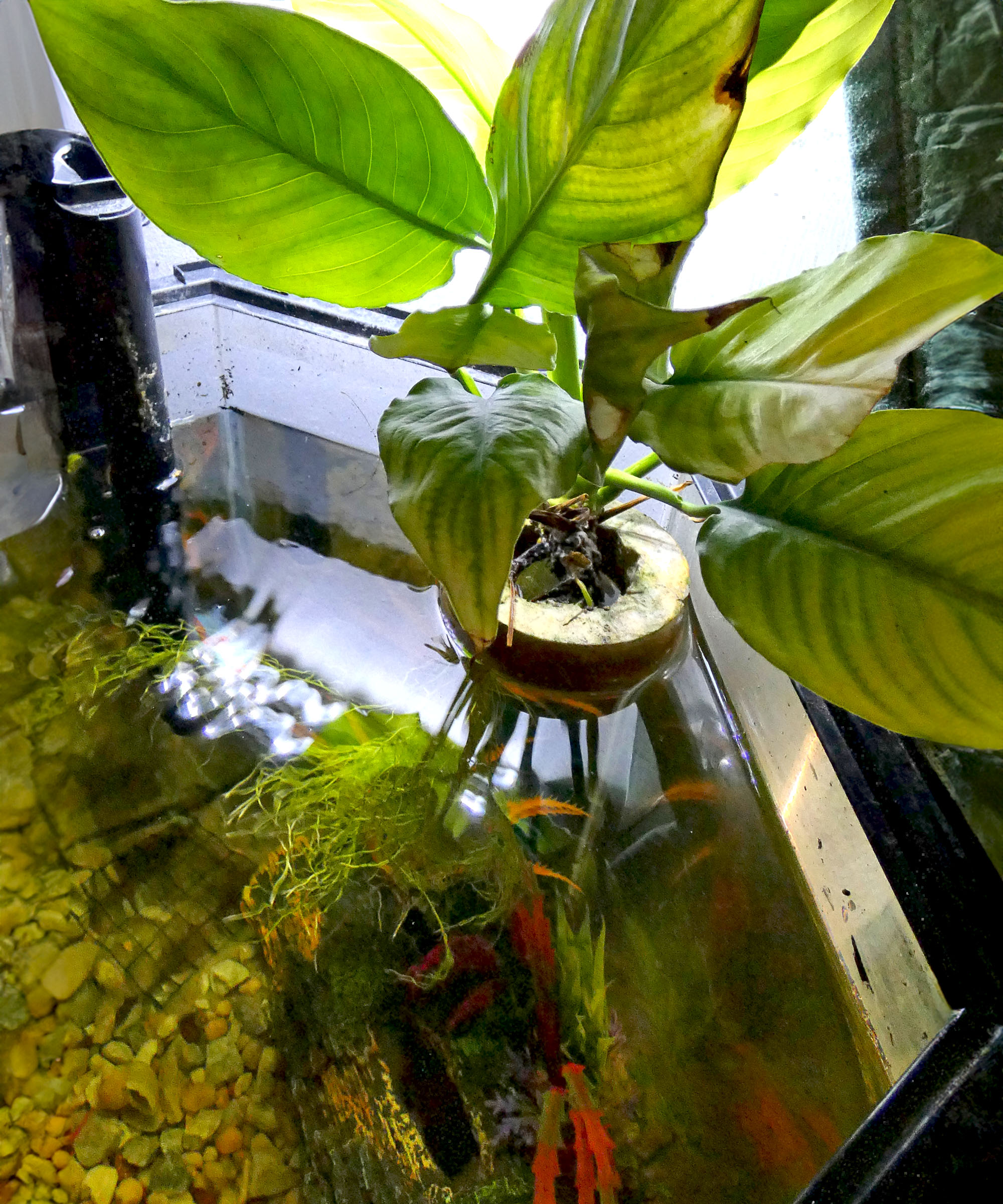 Tyler's home aquaponics setup with a peace lily