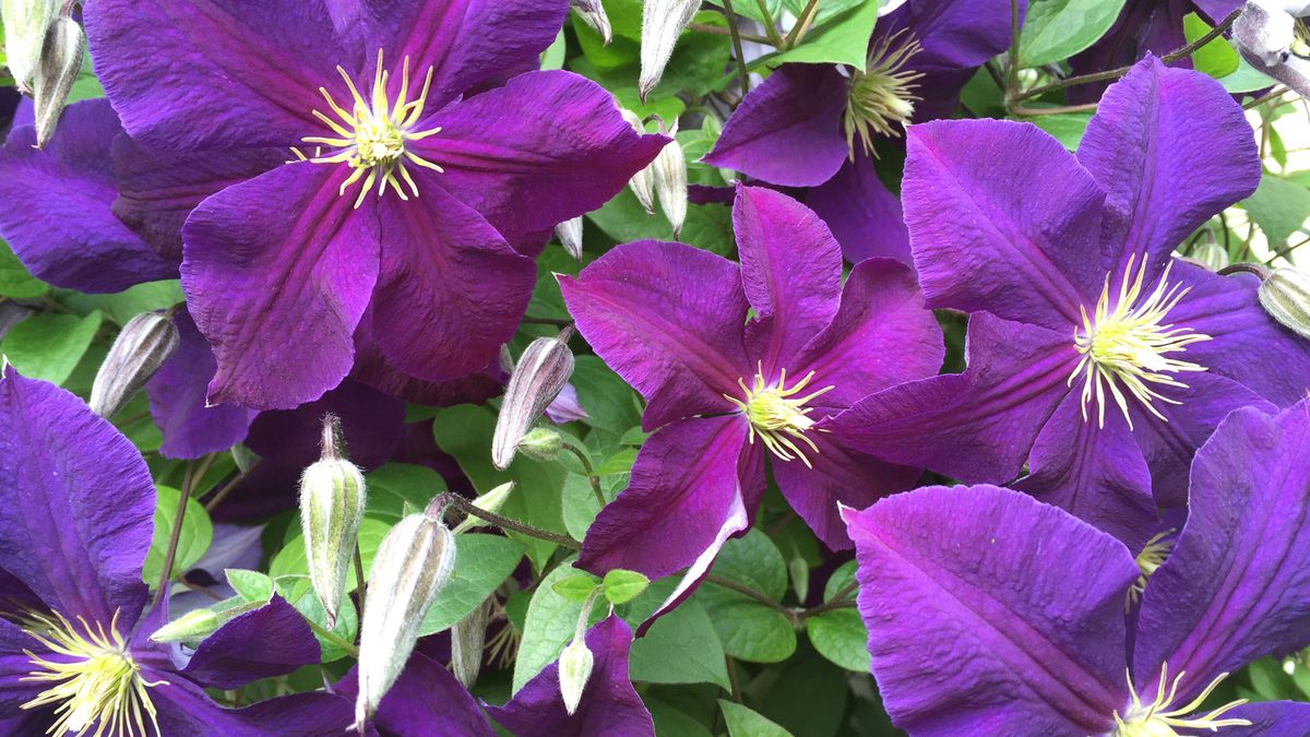 What Your Clematis Needs in July – 5 Vital Tasks to Fit in Before the Month Ends for Lush Growth and Masses of Blooms