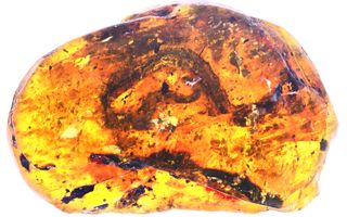 Skeletal remains from a Xiaophis myanmarensis snake hatchling were found in a piece of amber from Myanmar.