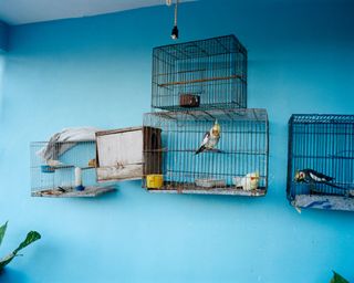 Photo of birds in cages against a blue background