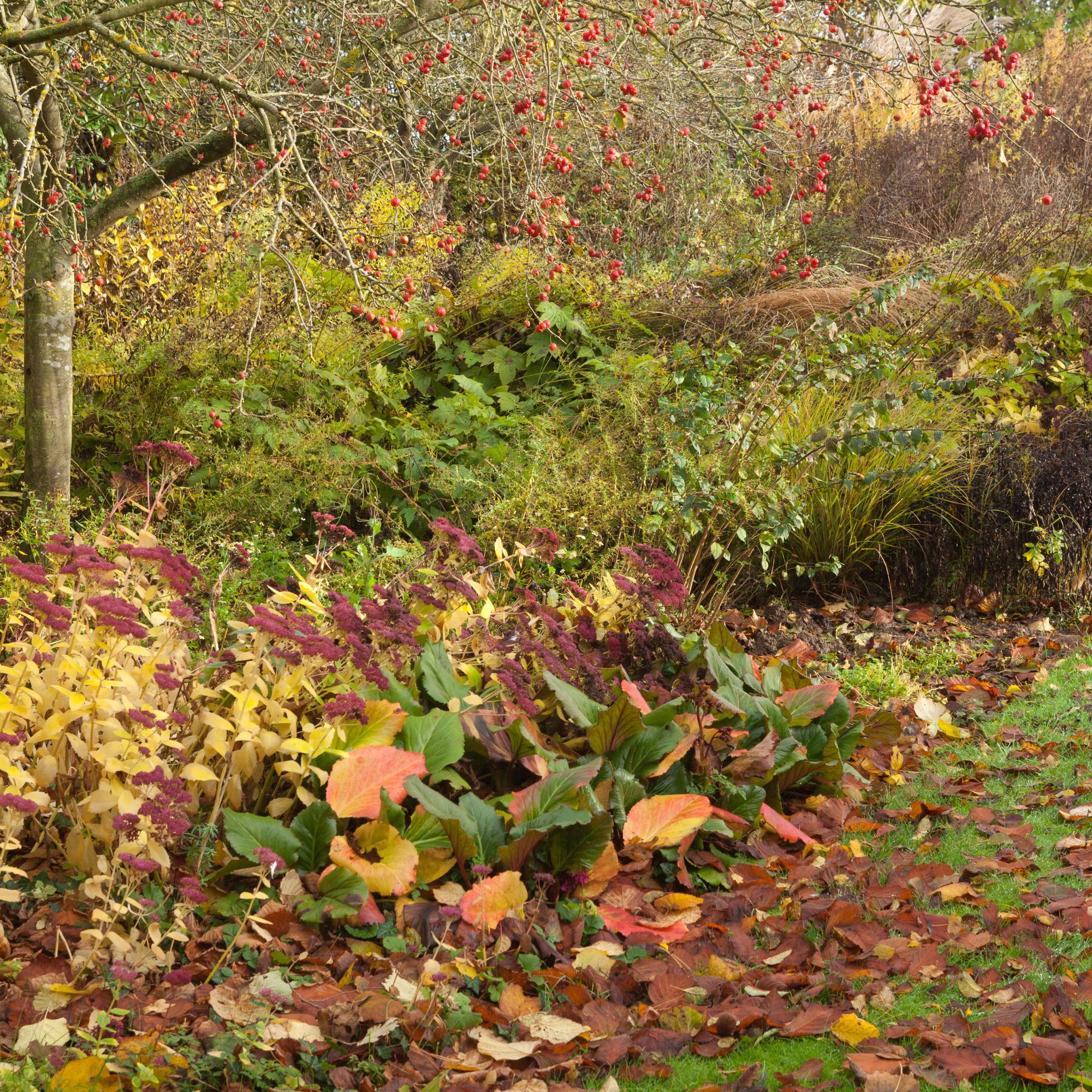 autumn garden border with leaves