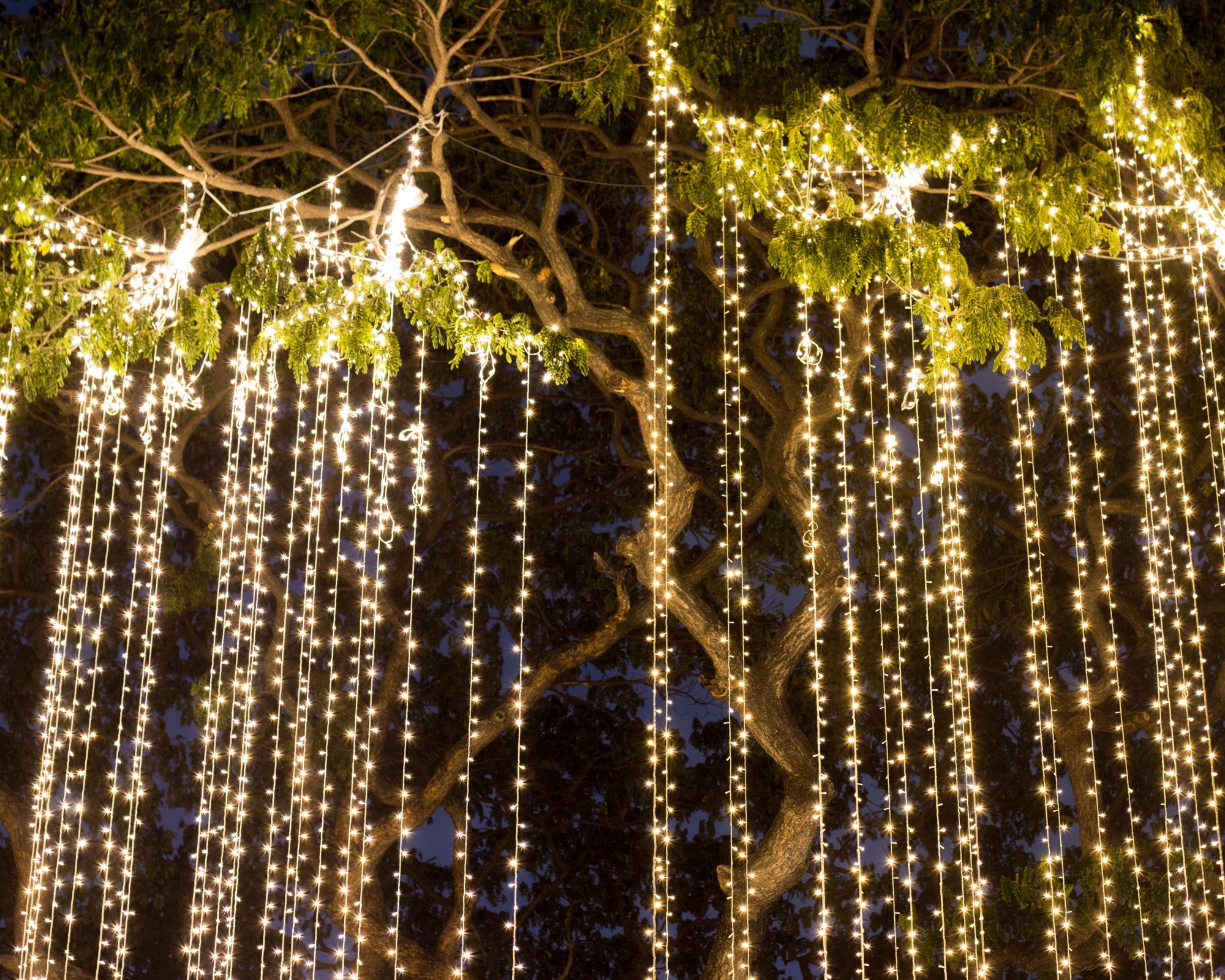 Decorative outdoor string lights hanging on tree in the garden at night time