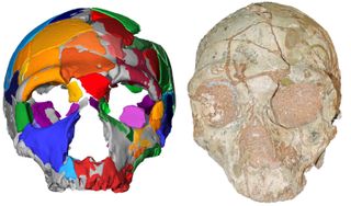 Apidima 2 skull