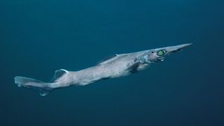 A Brier shark with a pointy nose and big green eyes swims through the water.