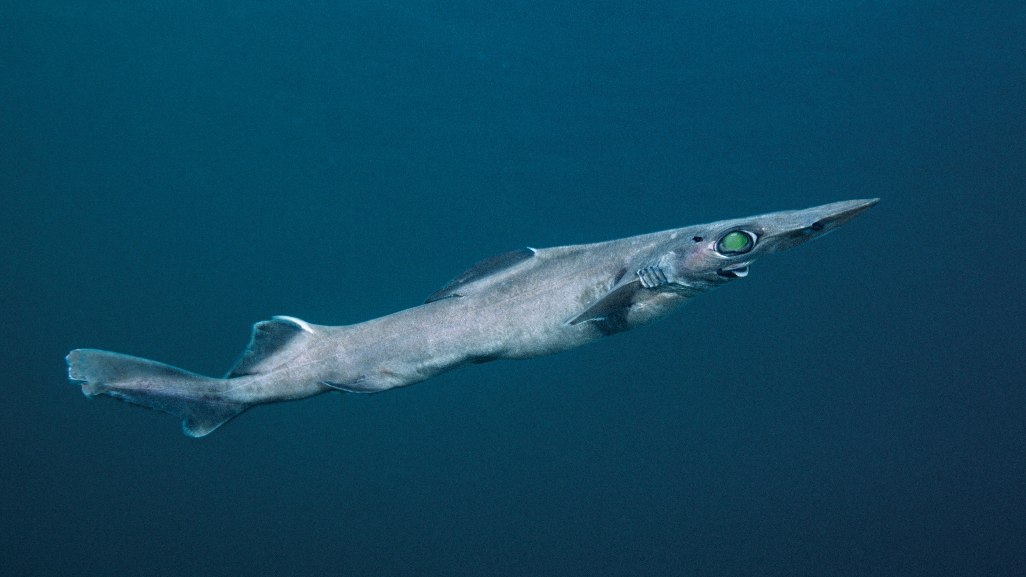 網頁設計 A Brier shark with a pointy nose and big green eyes swims through the water.