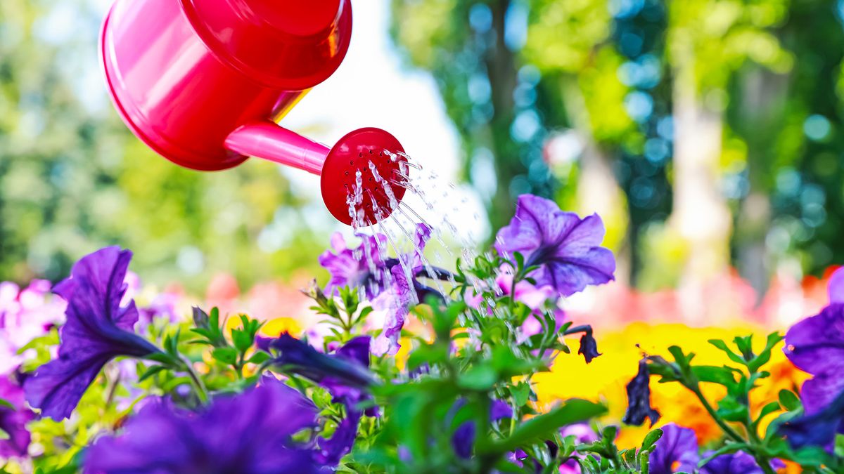 You Can Train Plants to Need Less Water – This One Habit Builds Drought Tolerance