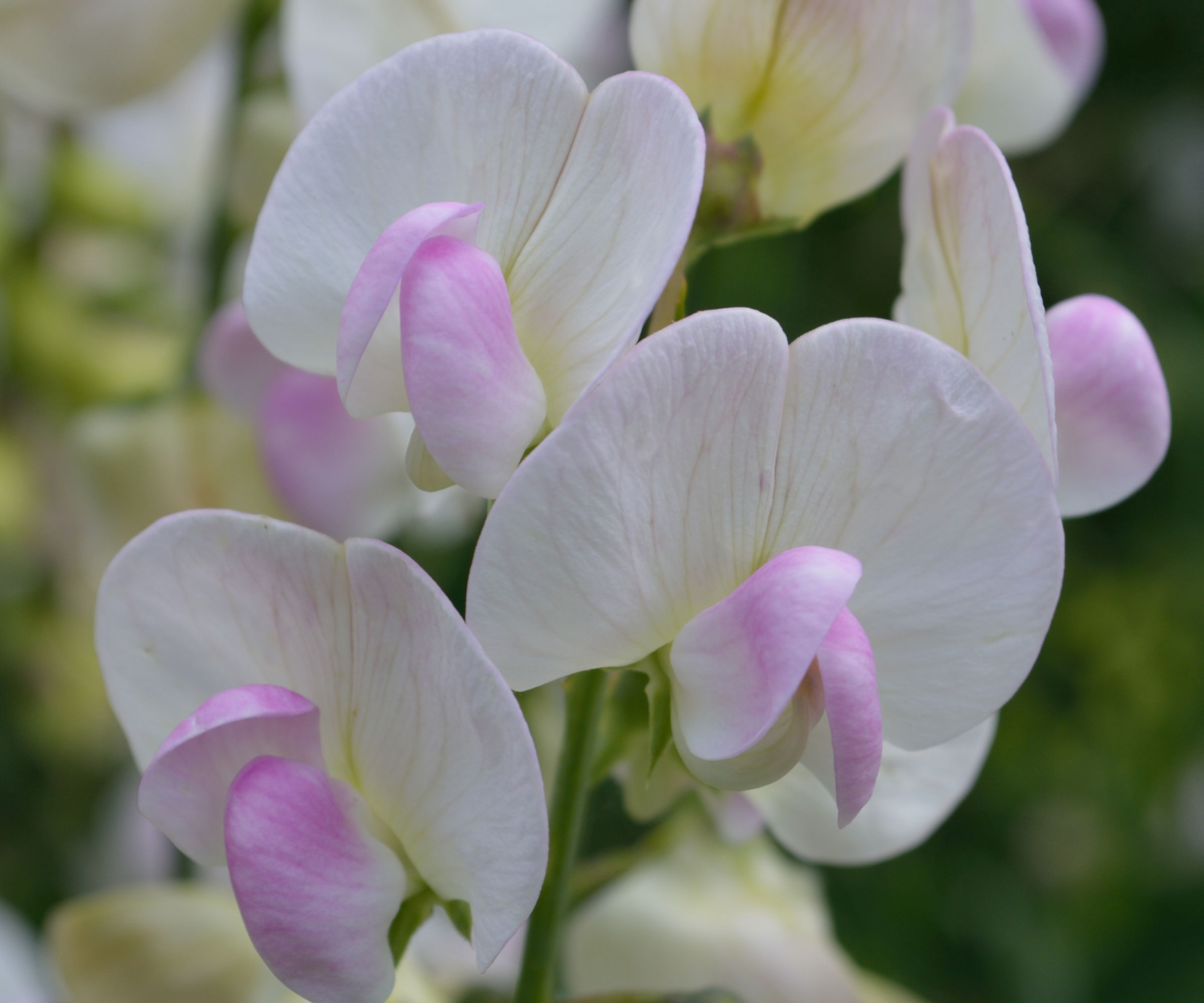 sweet pea April in Paris variety with white and lilac petals