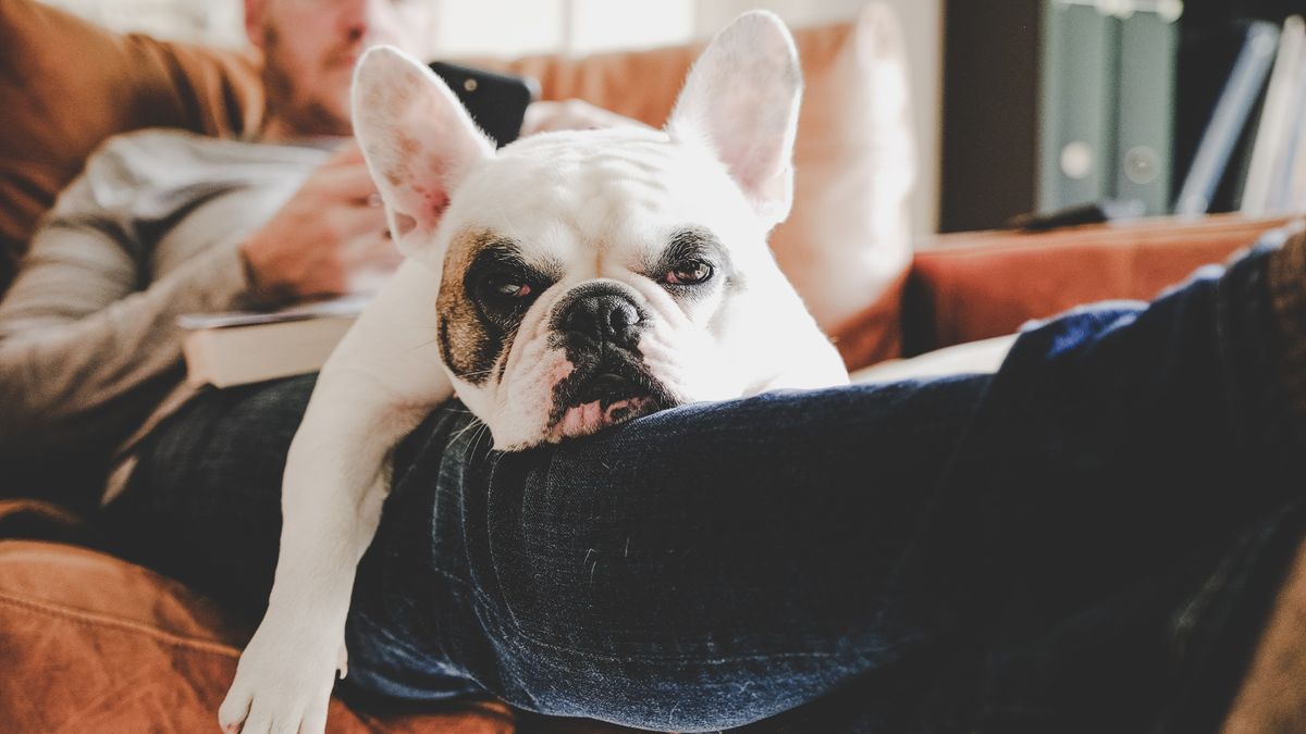 Why does my dog lay on top of me? How to get your space back PetsRadar