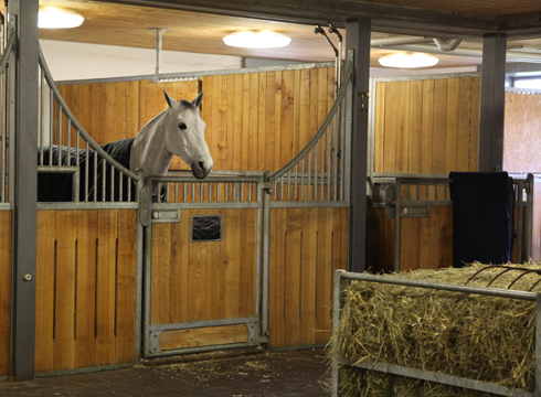 Behind the scenes with Olympic champion Steve Guerdat