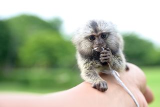 baby marmoset monkey