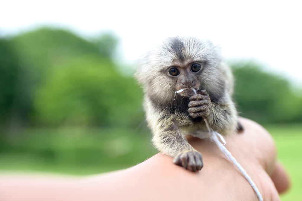 pygmy marmoset monkey facts