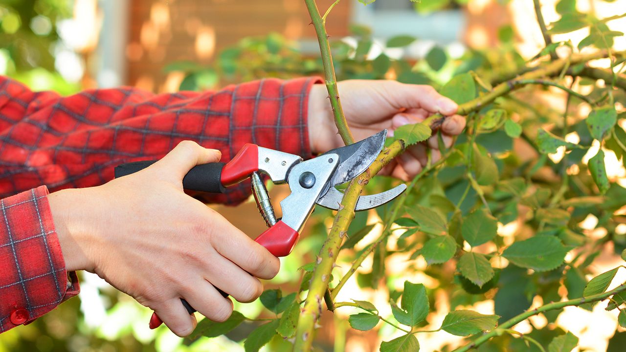 Gardener with red checked shirt prunes climbing rose