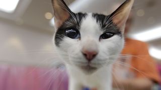 Japanese Bobtail staring at camera